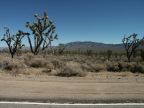 Joshua Tree Forest