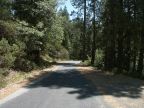 Stanislaus Forest